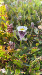 Erigeron humilis