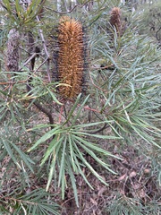 Banksia cunninghamii
