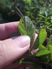 Rosa majalis