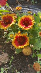 Gaillardia
