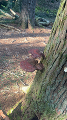 Ganoderma tsugae