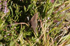 Erebia