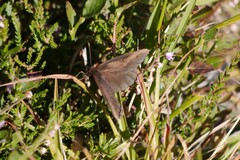 Erebia
