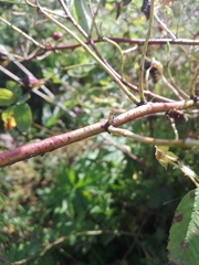 Rosa majalis