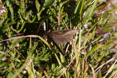 Erebia