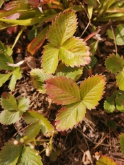 Fragaria