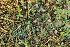Trifolium fragiferum