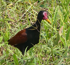 Jacana jacana