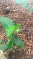 Tradescantia fluminensis