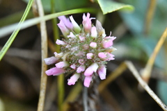 Trifolium fragiferum