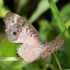 Junonia atlites