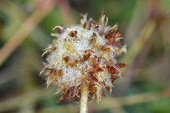 Trifolium fragiferum