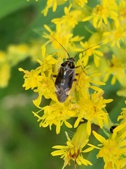 Lygus lineolaris