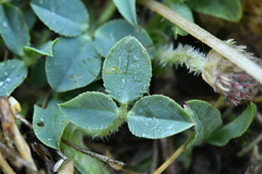 Trifolium fragiferum