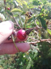 Rosa majalis