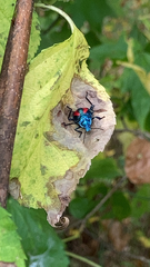 Euthyrhynchus floridanus