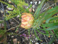 Protea tenax
