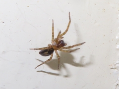 Amaurobius