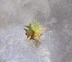 Tribulus terrestris