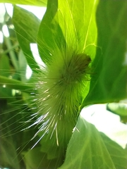 Erebidae