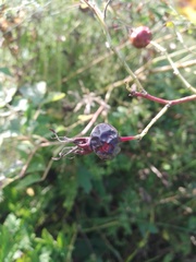 Rosa majalis