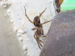 Amaurobius
