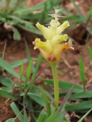 Lachenalia lutea