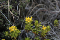Helichrysum trilineatum