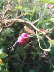 Rosa majalis