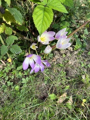 Colchicum