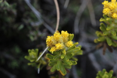 Helichrysum trilineatum