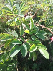 Rosa majalis
