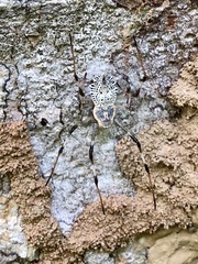 Herennia multipuncta