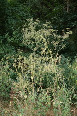 Apiaceae