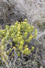 Helichrysum trilineatum