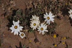 Dimorphotheca