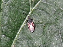 Oxycarenus lavaterae
