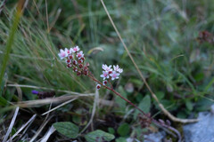 Sedum album