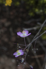 Heliophila carnosa