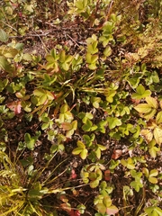 Fragaria