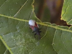 Oxycarenus lavaterae