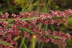 Struthiola macowanii