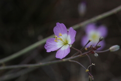 Heliophila carnosa