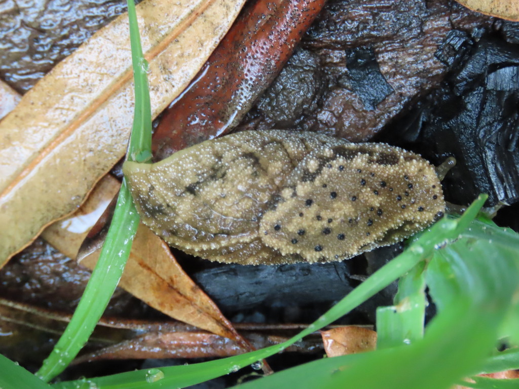 Oopeltidae