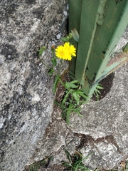 Crepis capillaris