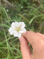 Acleisanthes longiflora