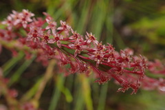 Struthiola macowanii