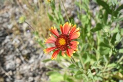 Gaillardia pulchella
