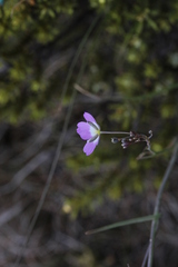Heliophila carnosa