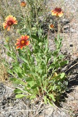 Gaillardia pulchella